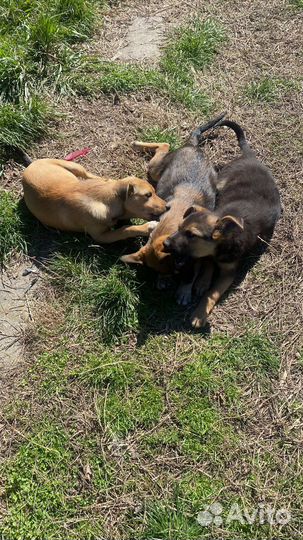 Щенки в дар