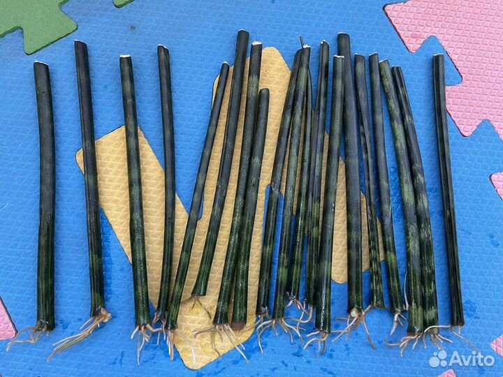 Сансевиерия цилиндрика