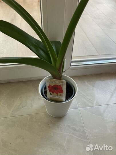 Комнатные цветы