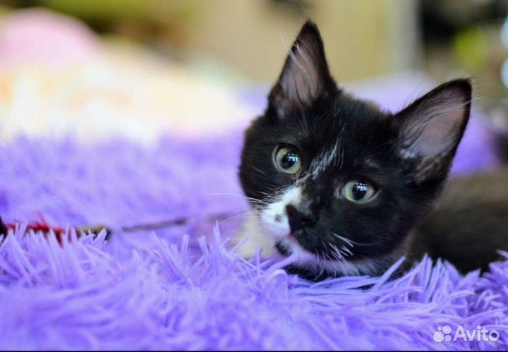 Кошки в добрые руки бесплатно