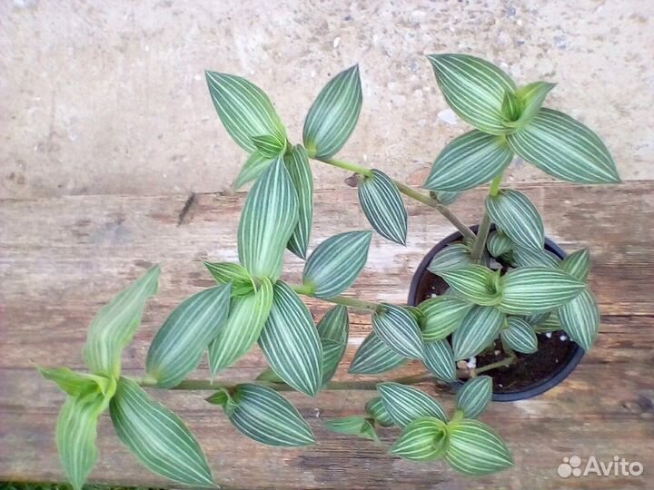 Цветочки Фата невесты,Элегант, острый перчик