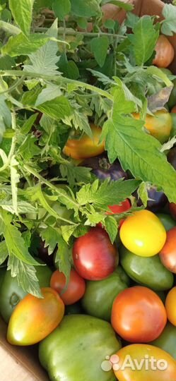 Продам рассаду томатов (помидор)