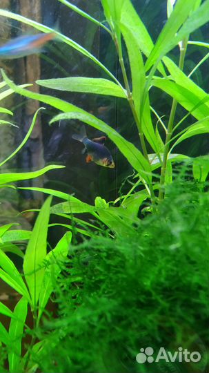 Барбус мшистый