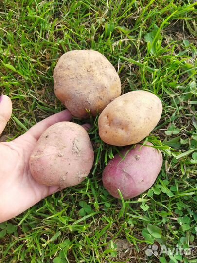 Домашние овощи