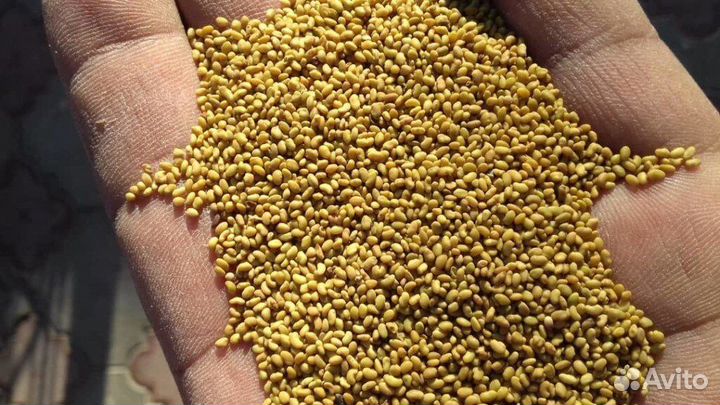 Семена люцерны