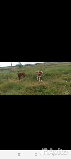 Коровы и телята