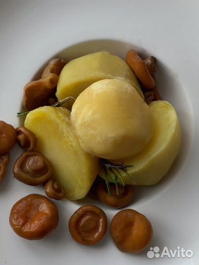 Рыжики грибы