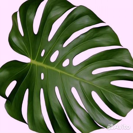 Монстеры Манки маск, Деликатесная