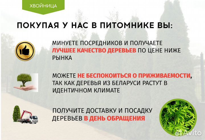 Туи крупномеры 8 м