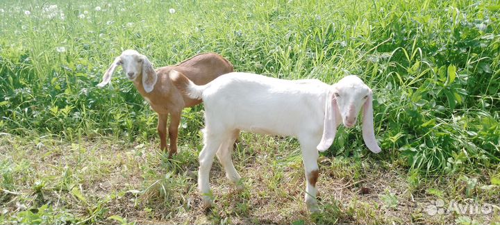 Нубийские козы