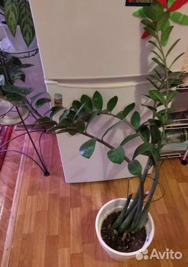 Комнатные растения