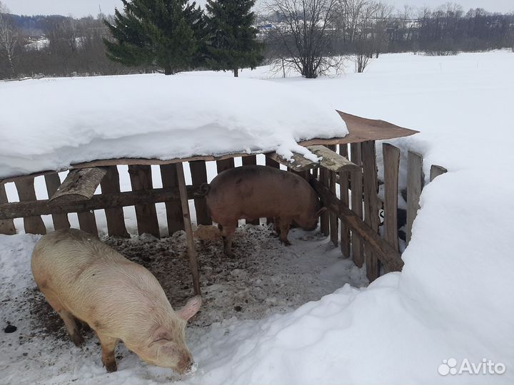 Хряк на племя ландрас