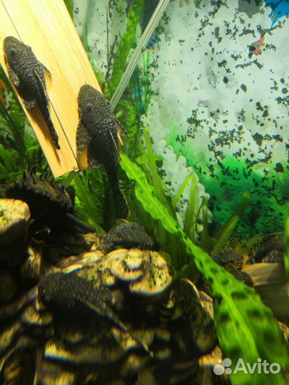 Аквариумные рыбки