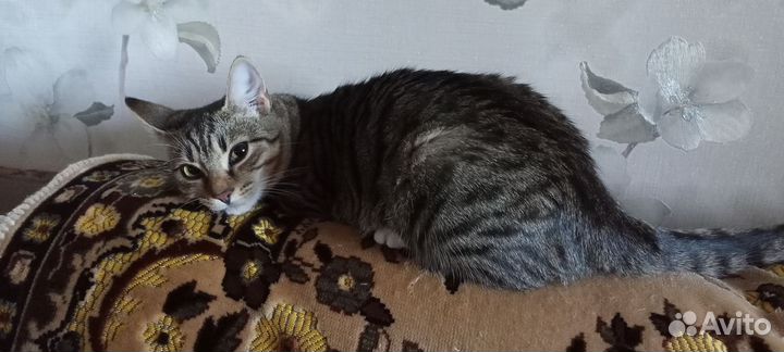 Кошка в дар