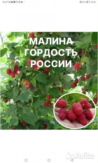 Саженцы малины