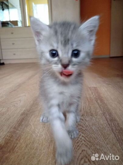 Кошечка в добрый руки :)