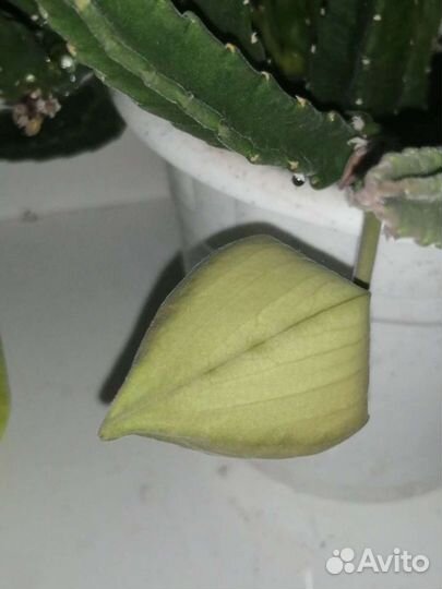 Кактус отростки