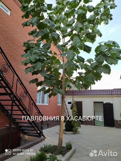 Павловния.Самое быстрорастущее дерево в мире