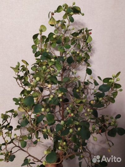 Фикус диверсифолия разнолистный