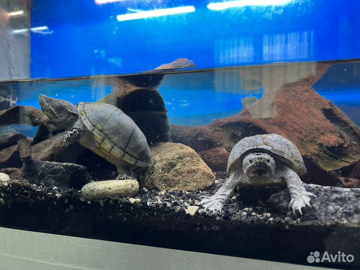 Мускусные черепашки с наполненым аквариумом