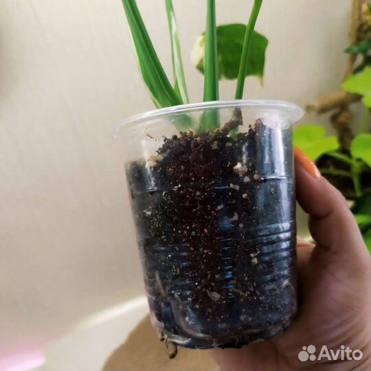 Монстера тайское созвездие