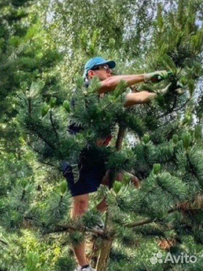 Уход за садом