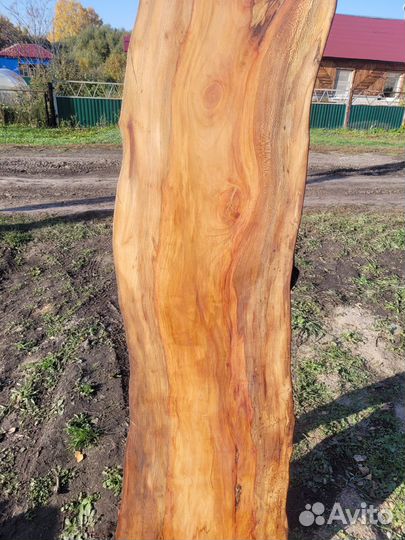 Слэб дерева