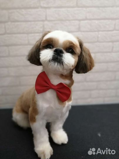 Стрижка собак и кошек(груминг животных)