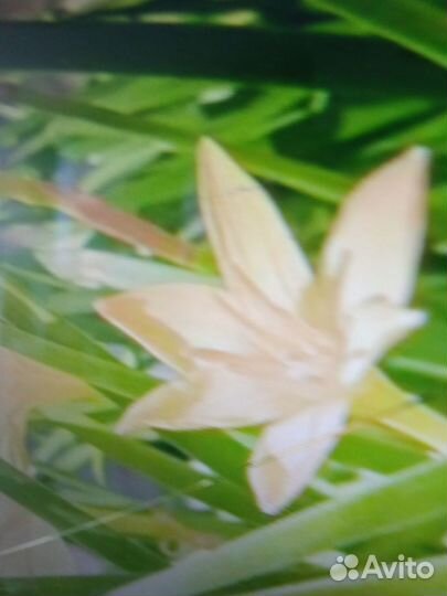 Зефирантес желтый