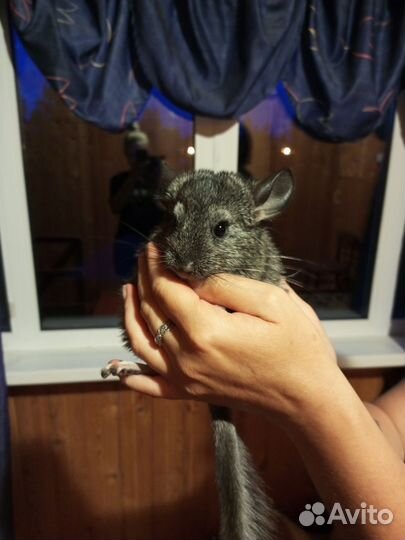 Шиншиллята