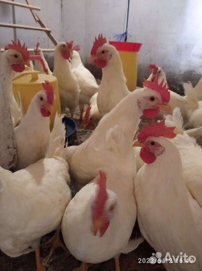 Петухи легорн