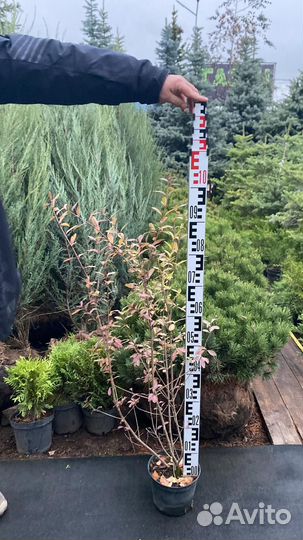 Бирючина h 80