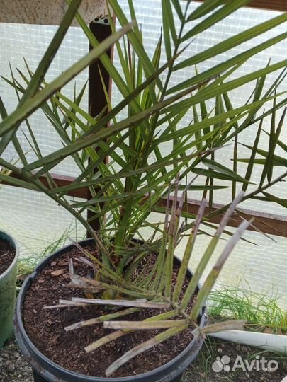 Финик Арабский