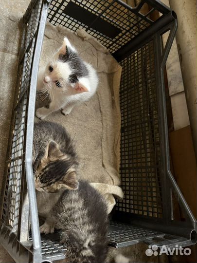 Котята в добрые руки