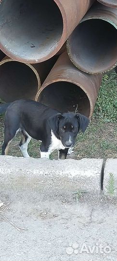 Щенок в добрые руки