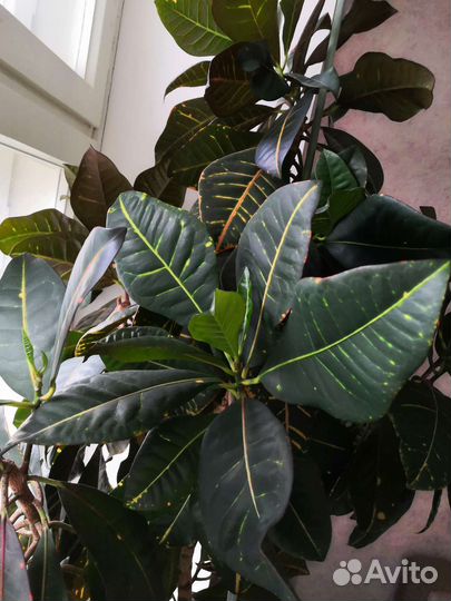 Фикус кротон спатифиллум замиакулькас