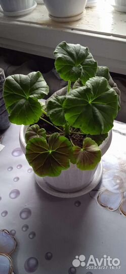 Комнатные цветы герань