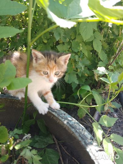 Котята