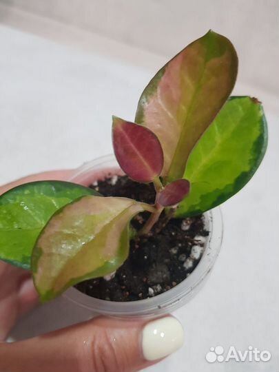 Хойя аустралис лиза и другие