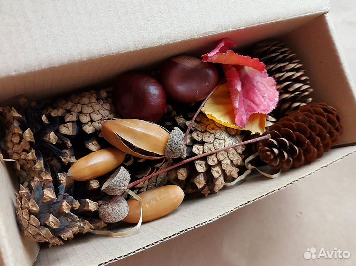 Природные материалы для поделки Набор