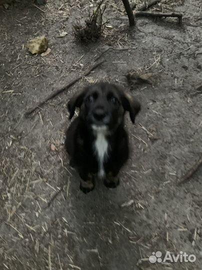 Маленькая собака девочка 1 месяц