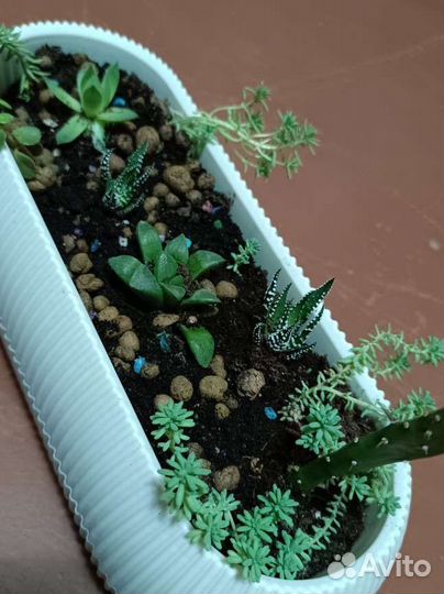 Композиция из суккулентов