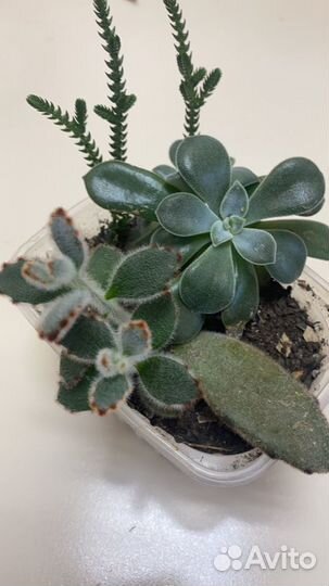 Суккуленты. Дерево любви, Денежное дерево крассула