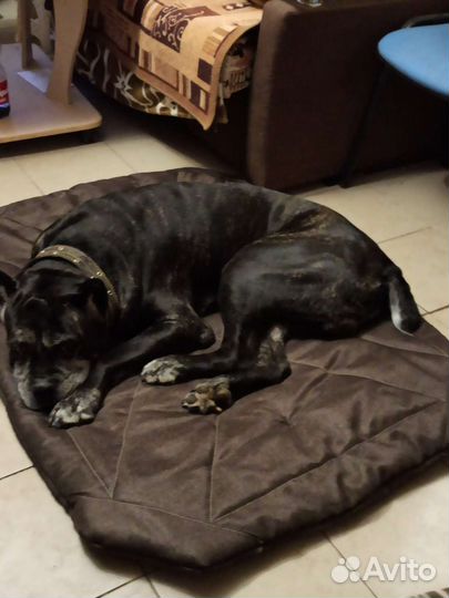 Лежаки для кошек и собак