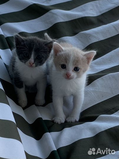 Котенок мальчик бесплатно