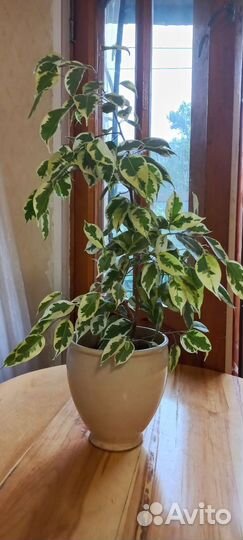 Комнатное растение березка