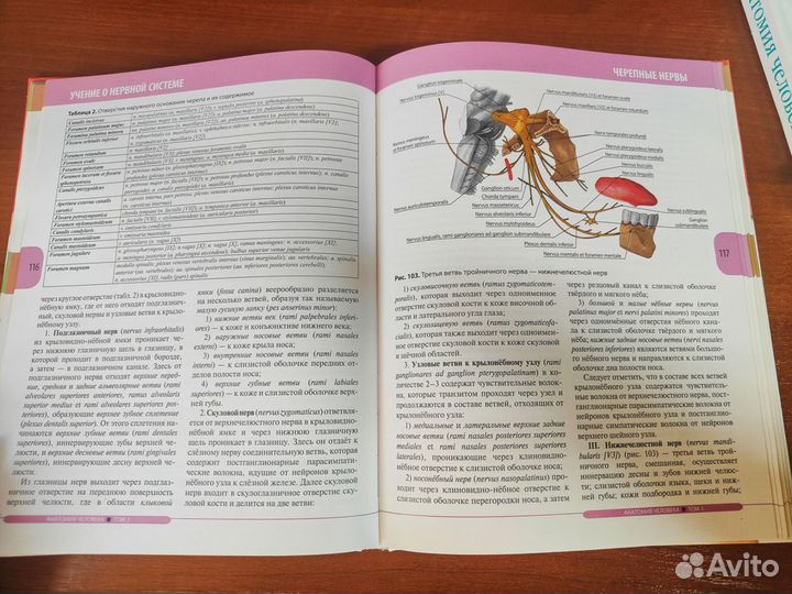 Анатомия человека. Том 3. Нервная система