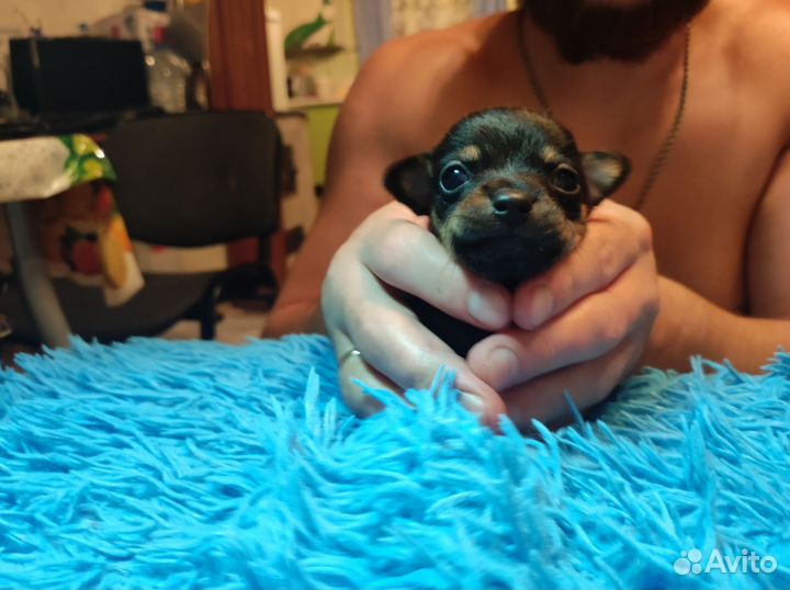 Той-терьер щенки