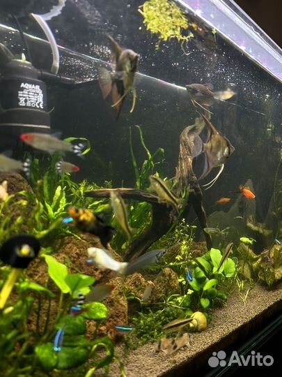 Аквариум с рыбками