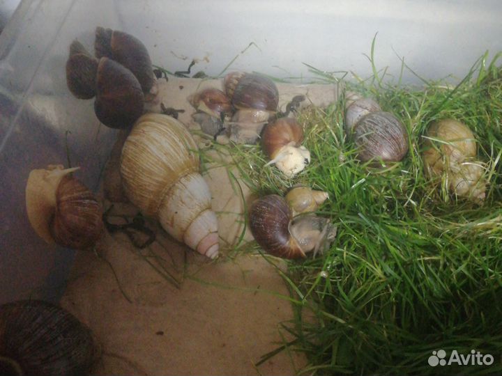 Улитки ахатины бесплатно